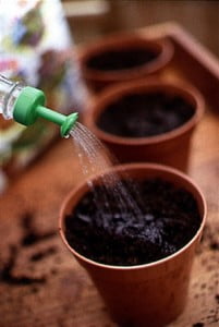 plantare seminte flori