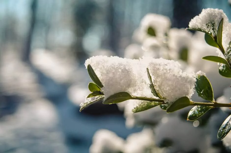 Calendarul lucrarilor de gradina in decembrie